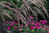 July 21, 2011 - Flowers at the Weston Nurseries garden center.© Dick Bartlett