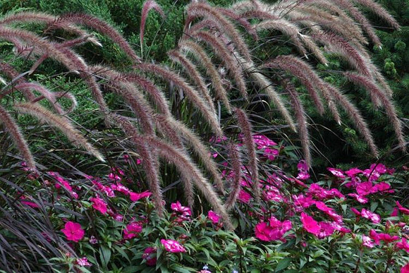 July 21, 2011 - Flowers at the Weston Nurseries garden center.© Dick Bartlett