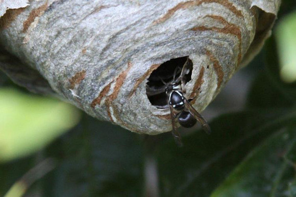 July 10, 2012 - Hornets busy at work building a new nest.© Dick Bartlett