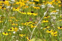 July 2, 2012 - American Lady butterfly in the lot next to the Hopkinton Drug parking lot.© Dawn Puliafico