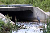 July 2, 2011 - This Heron was seen standing in the overflow from the Lake Whitehall dam.© Dick Bartlett