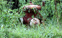 July 30, 2012 - One of many fire hydrants that are being covered with weeds and brush, this one is on East Main Street.© Dick Bartlett