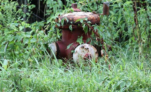 July 30, 2012 - One of many fire hydrants that are being covered with weeds and brush, this one is on East Main Street.© Dick Bartlett