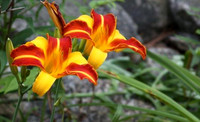 July 30, 2012 - Day lilys in bloom on Peach Street at Weston Nurseries.© Dick Bartlett
